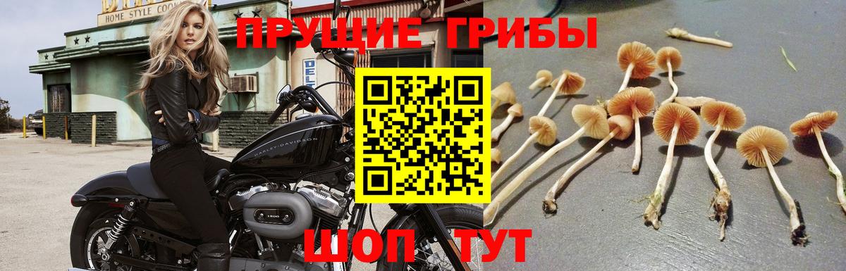 купить закладку  Псилоцибиновые грибы Psilocybe  Вход с VPN  Галлюциногенные грибы прущие грибы  Гагарин 
